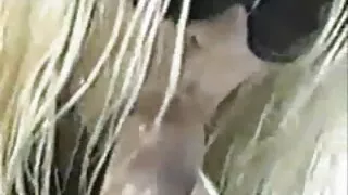 Pozwolił Negritosowi się starsze panie i seks pieprzyć.